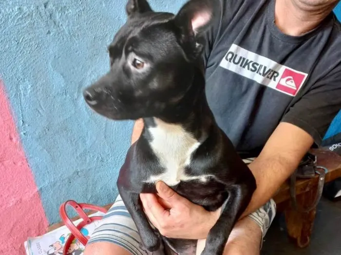 Cachorro raça Srd idade 7 a 11 meses nome Alina bb10meses 