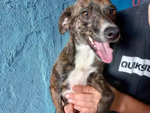 Cachorro raça Pinscher com srd  idade 7 a 11 meses nome Molly porteP Linda 