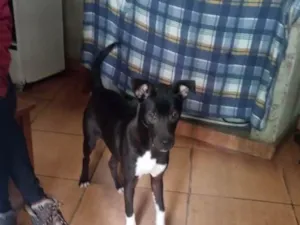 Cachorro raça Srd idade 7 a 11 meses nome Léo bb9meses lindo 