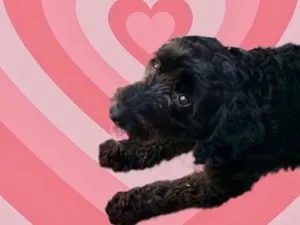 Cachorro raça Poodle  idade 1 ano nome Bob Poodle lindo 