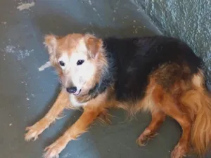 Cachorro raça Srd idade 3 anos nome Meg Linda amorosa 
