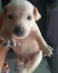 Cachorro raça Srd  idade Abaixo de 2 meses nome Cora bebê linda 