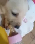 Cachorro raça Srd  idade Abaixo de 2 meses nome Cora bebê linda 