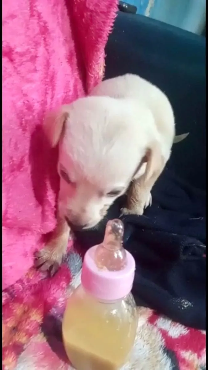 Cachorro raça Srd  idade Abaixo de 2 meses nome Cora bebê linda 