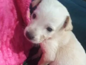 Cachorro raça Srd  idade Abaixo de 2 meses nome Cora bebê linda 