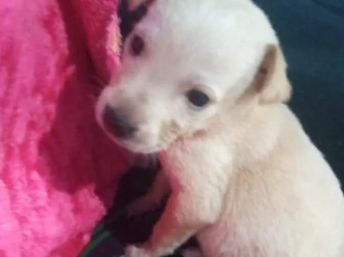 Cachorro raça Srd  idade Abaixo de 2 meses nome Cora bebê linda 