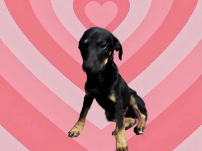 Cachorro raça Srd  idade 2 a 6 meses nome Tippy bb3meses 