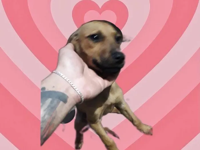 Cachorro raça Srd Linda  idade 2 a 6 meses nome Poppy bb3meses 