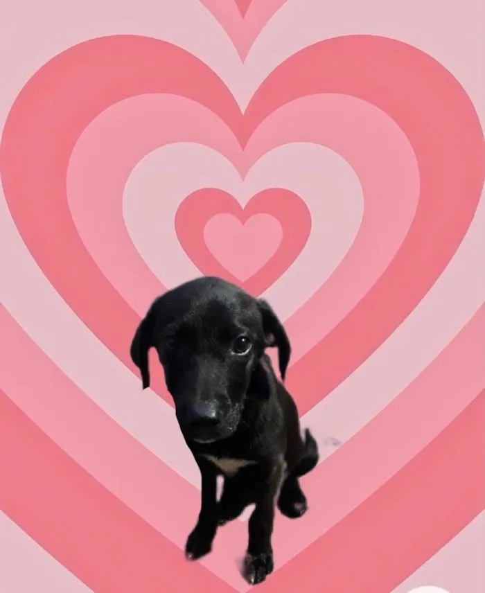 Cachorro raça Srd lindo  idade 2 a 6 meses nome Indy bb3meses 