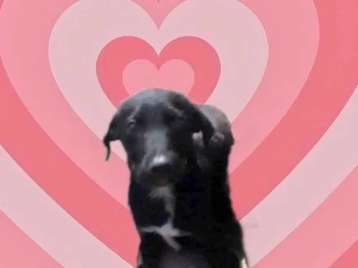 Cachorro raça Srd lindo  idade 2 a 6 meses nome Indy bb3meses 