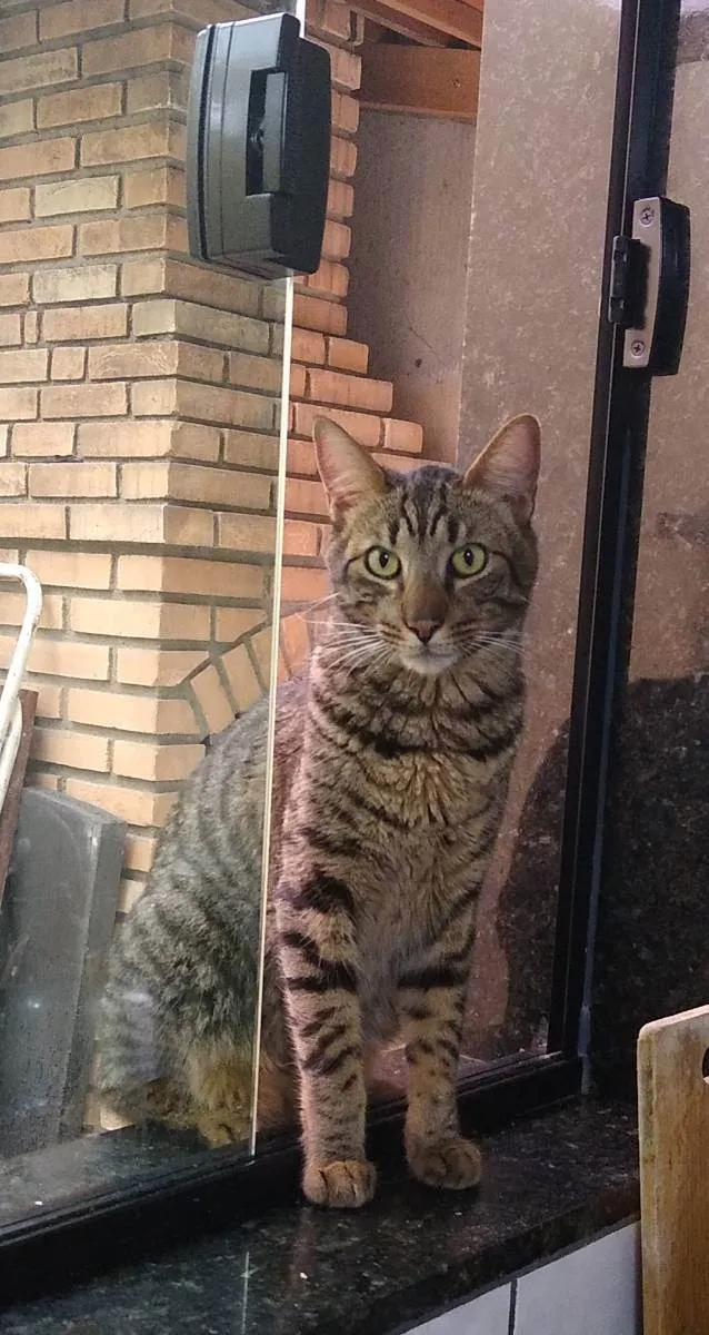 Gato ra a INDEFINIDO idade 4 anos nome TICO