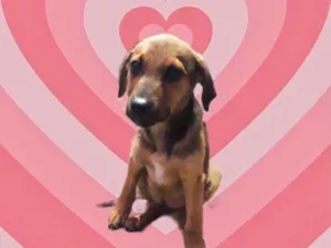 Cachorro raça Srd lindo  idade 2 a 6 meses nome Oliver bb3meses 