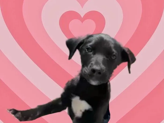 Cachorro raça Srd Linda  idade 2 a 6 meses nome Annie bb3meses Linda