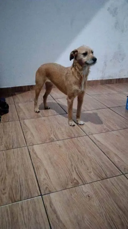 Cachorro ra a Sem raça idade 2 anos nome Margot