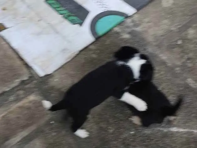 Cachorro ra a Mista idade 2 a 6 meses nome Sem nome