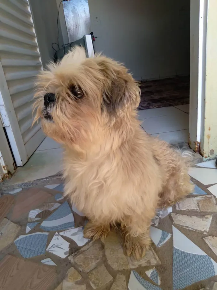 Cachorro raça Shitzu  idade 4 anos nome Bob