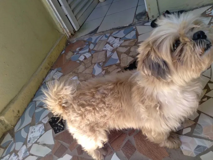 Cachorro raça Shitzu  idade 4 anos nome Bob