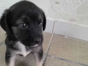 Cachorro raça Vira-lata idade 2 a 6 meses nome Pretinha e Sol