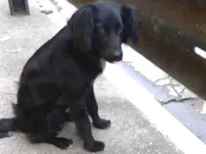 Cachorro raça  idade 2 a 6 meses nome Faísca 