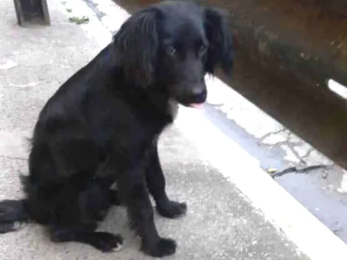 Cachorro raça  idade 2 a 6 meses nome Faísca 