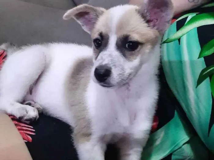 Cachorro raça Viralata idade 2 a 6 meses nome sem nome 