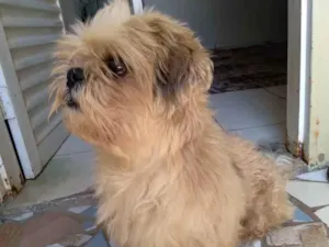 Cachorro raça Shitzu  idade 4 anos nome Bob