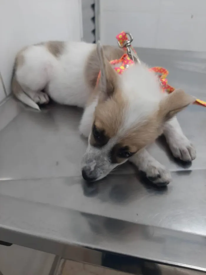 Cachorro raça Viralata idade 2 a 6 meses nome sem nome 