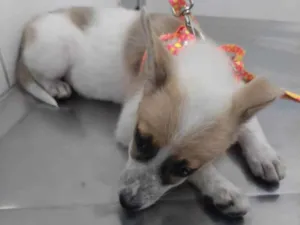 Cachorro raça Viralata idade 2 a 6 meses nome sem nome 