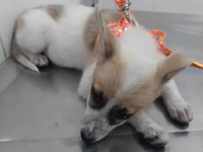 Cachorro raça Viralata idade 2 a 6 meses nome sem nome 