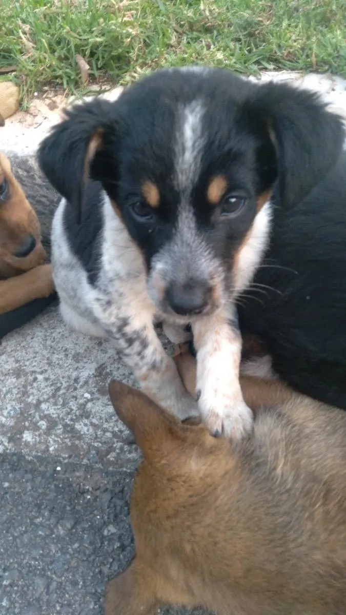 Cachorro raça Vira-lata  idade 2 a 6 meses nome Não tem nome 
