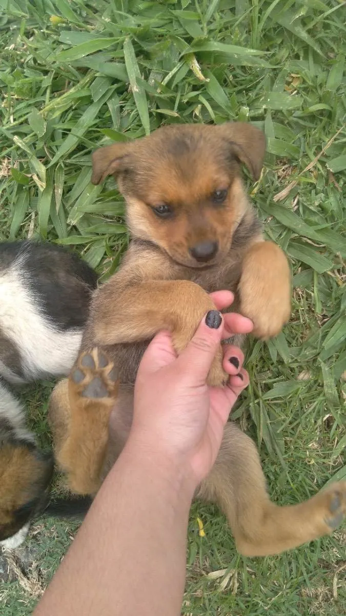 Cachorro raça Vira-lata  idade 2 a 6 meses nome Não tem nome 