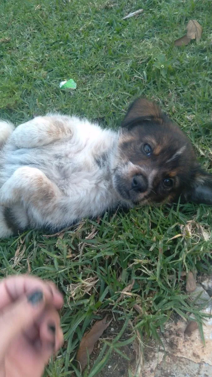Cachorro raça Vira-lata  idade 2 a 6 meses nome Não tem nome 