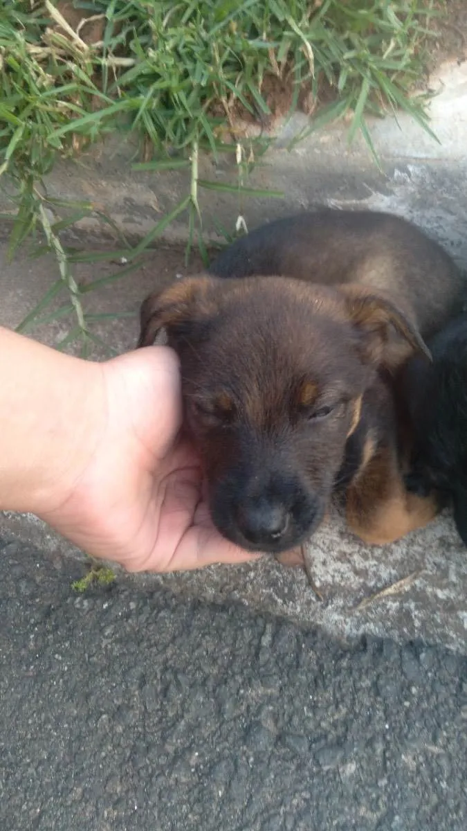Cachorro raça Vira-lata  idade 2 a 6 meses nome Não tem nome 