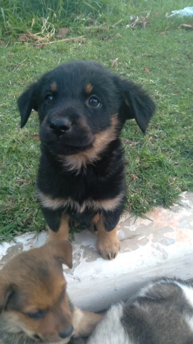 Cachorro raça Vira-lata  idade 2 a 6 meses nome Não tem nome 