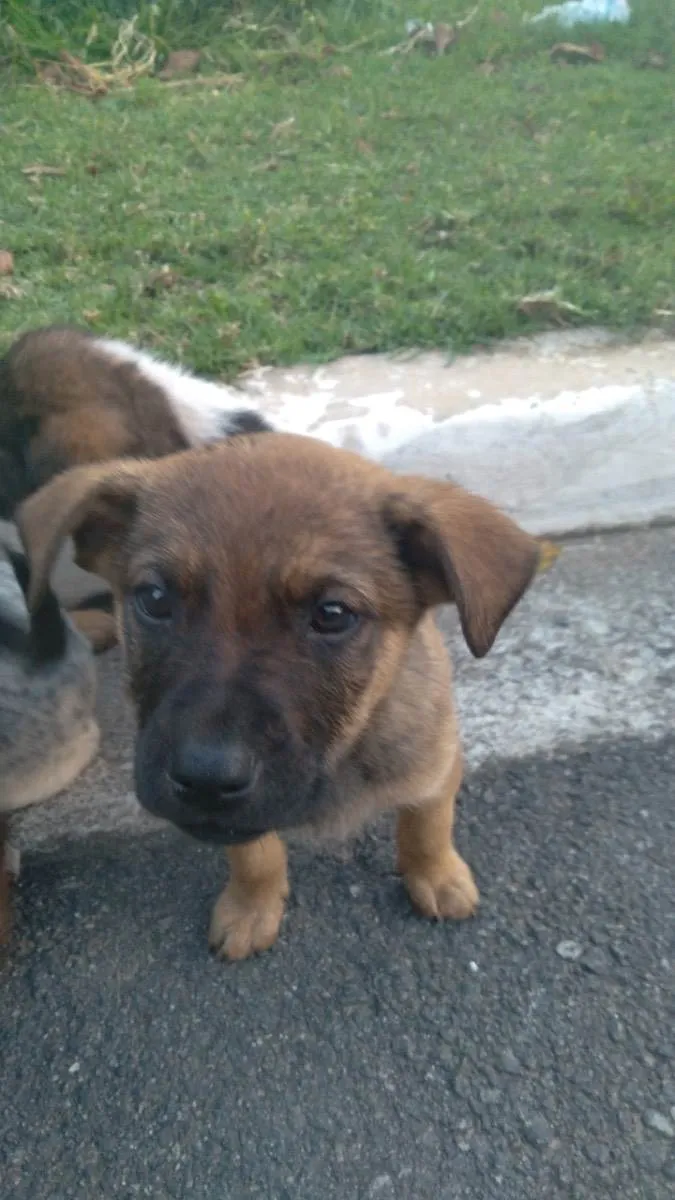 Cachorro raça Vira-lata  idade 2 a 6 meses nome Não tem nome 