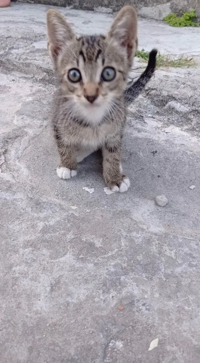 Gato ra a Murisco  idade Abaixo de 2 meses nome Sem nome