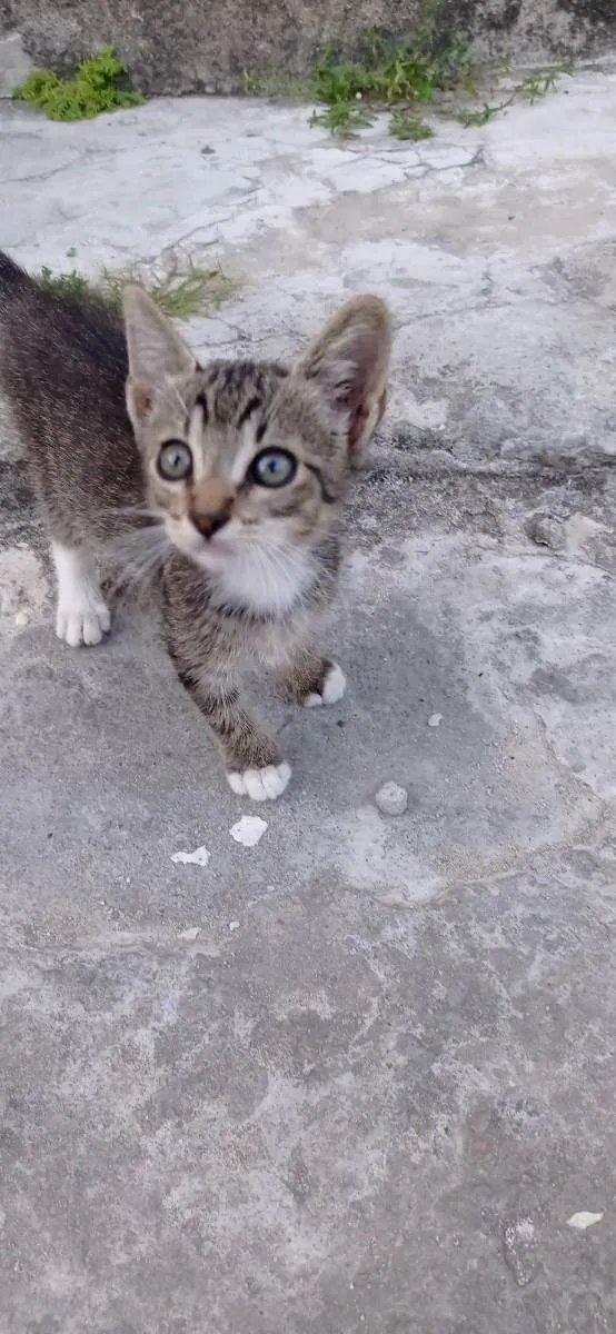 Gato ra a Murisco  idade Abaixo de 2 meses nome Sem nome