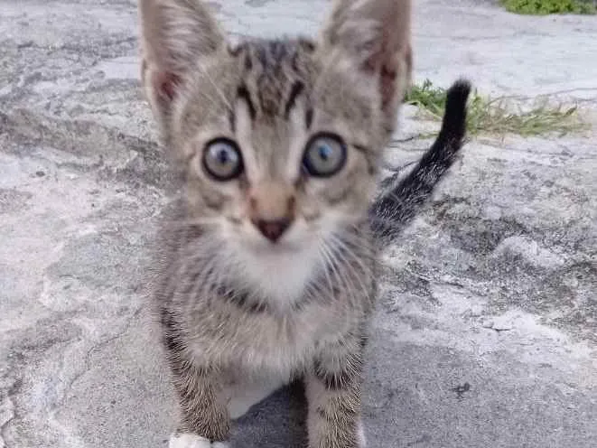 Gato ra a Murisco  idade Abaixo de 2 meses nome Sem nome