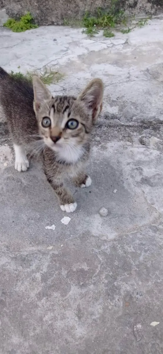 Gato ra a Murisco idade Abaixo de 2 meses nome Não tem nome