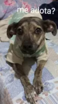 Guta