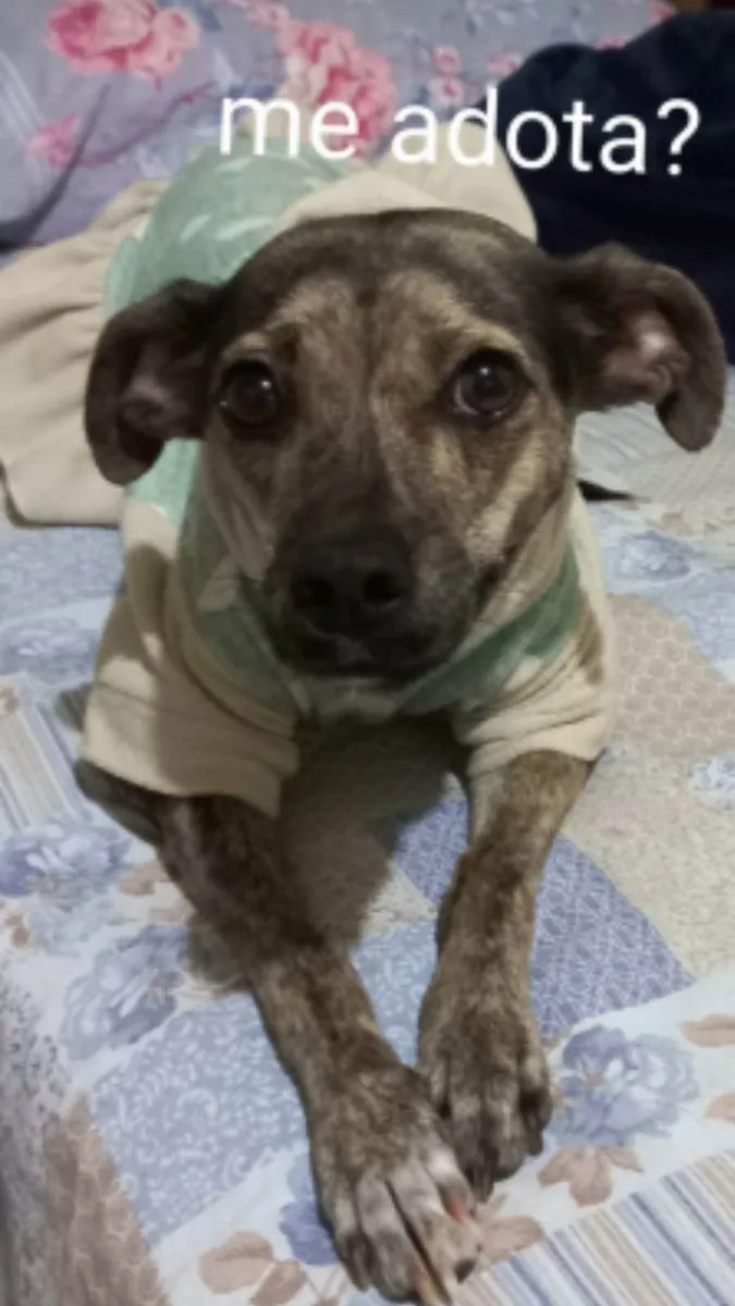 Cachorro ra a Srd idade 3 anos nome Guta