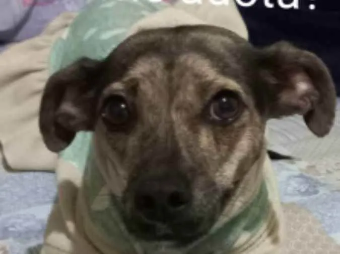 Cachorro ra a Srd idade 3 anos nome Guta
