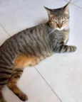 Gato raça Srd idade 1 ano nome Stella tigradinha 