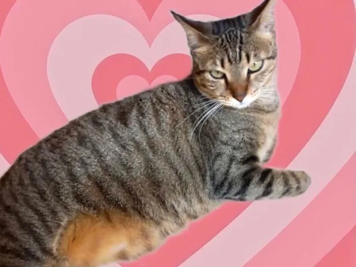Gato raça Srd idade 1 ano nome Stella tigradinha 