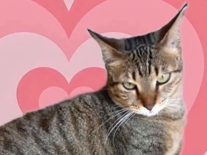 Gato raça Srd idade 1 ano nome Stella tigradinha 