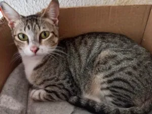 Gato raça Srd idade 2 a 6 meses nome Colette bb11meses