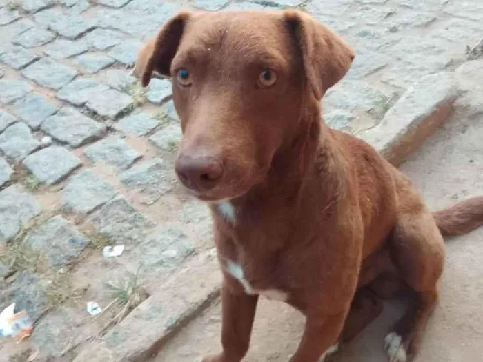 Cachorro ra a SRD idade 3 anos nome NÃO SEI