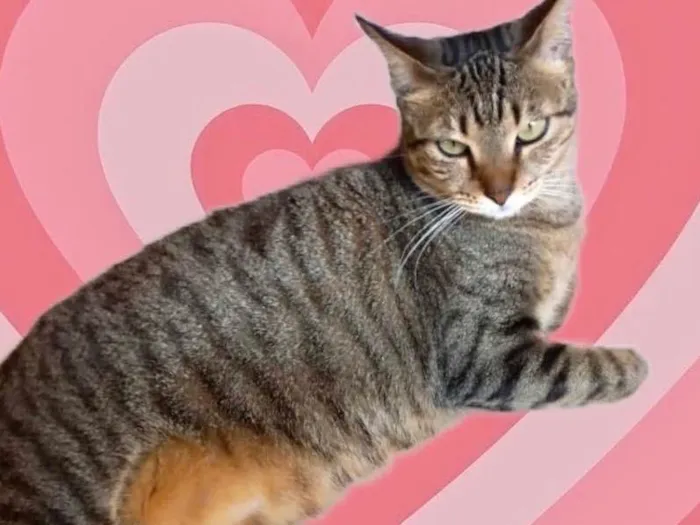 Gato raça Srd idade 1 ano nome Stella tigradinha 