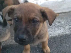 Cachorro raça Vira-lata  idade 2 a 6 meses nome Não tem nome 