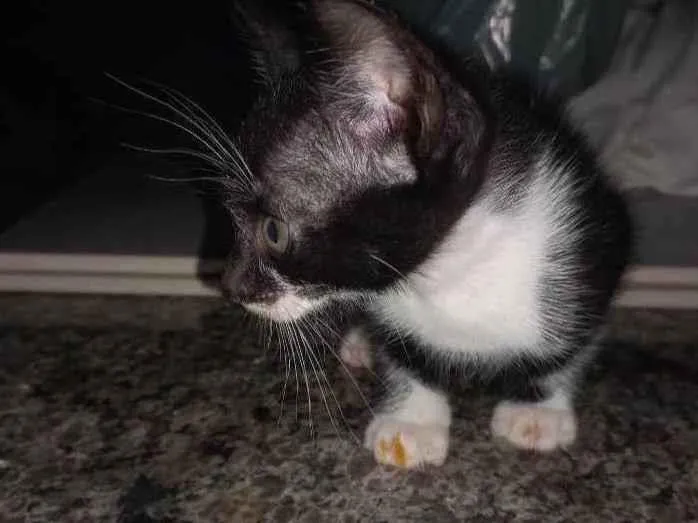 Gato ra a Vira lata idade Abaixo de 2 meses nome Kira,Pretinha,Atena